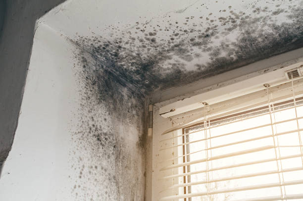 Affordable Mold Remediation solutions in Brinklow, MD