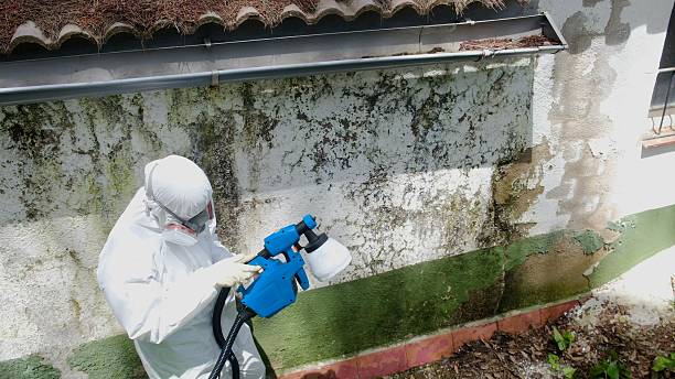 Top rated local Mold Remediation specialists in Brinklow, MD